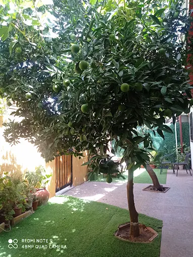 Jardín y área común exterior